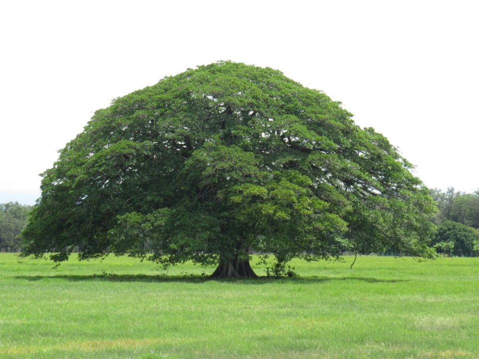 Centro de Cine se suma a la celebración del Día del Árbol | Centro